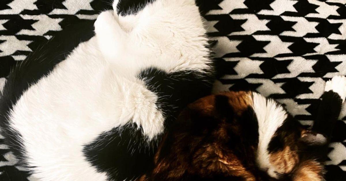 Os dois gatos de Jennifer Stone sentados em um tapete