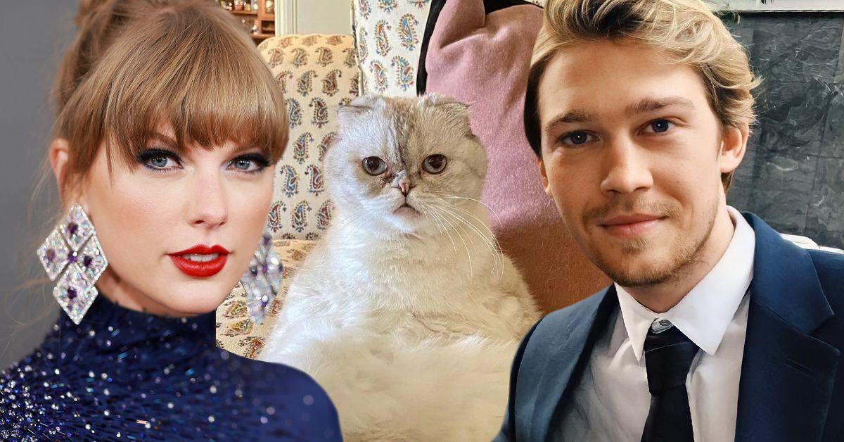 Gatos de Taylor Swift têm patrimônio maior que ex-namorados?