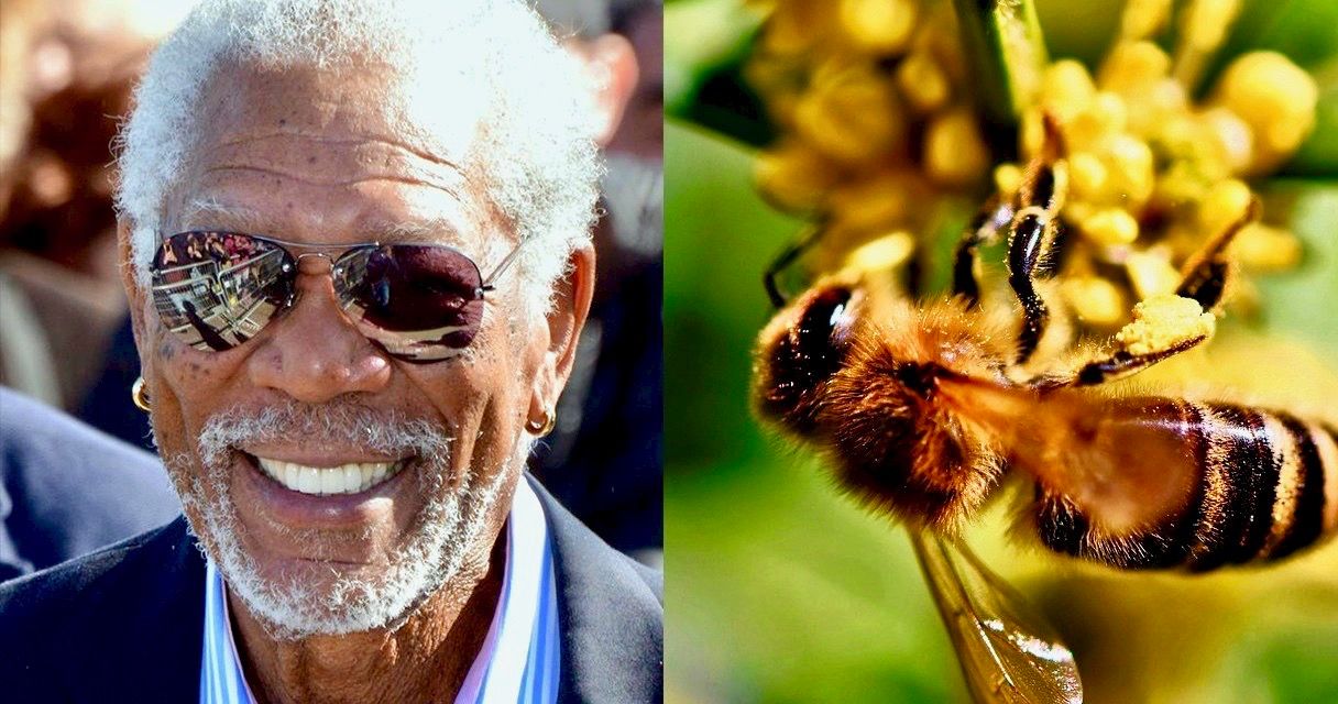 Morgan Freeman transformou seu rancho de 124 acres em um santuário de abelhas