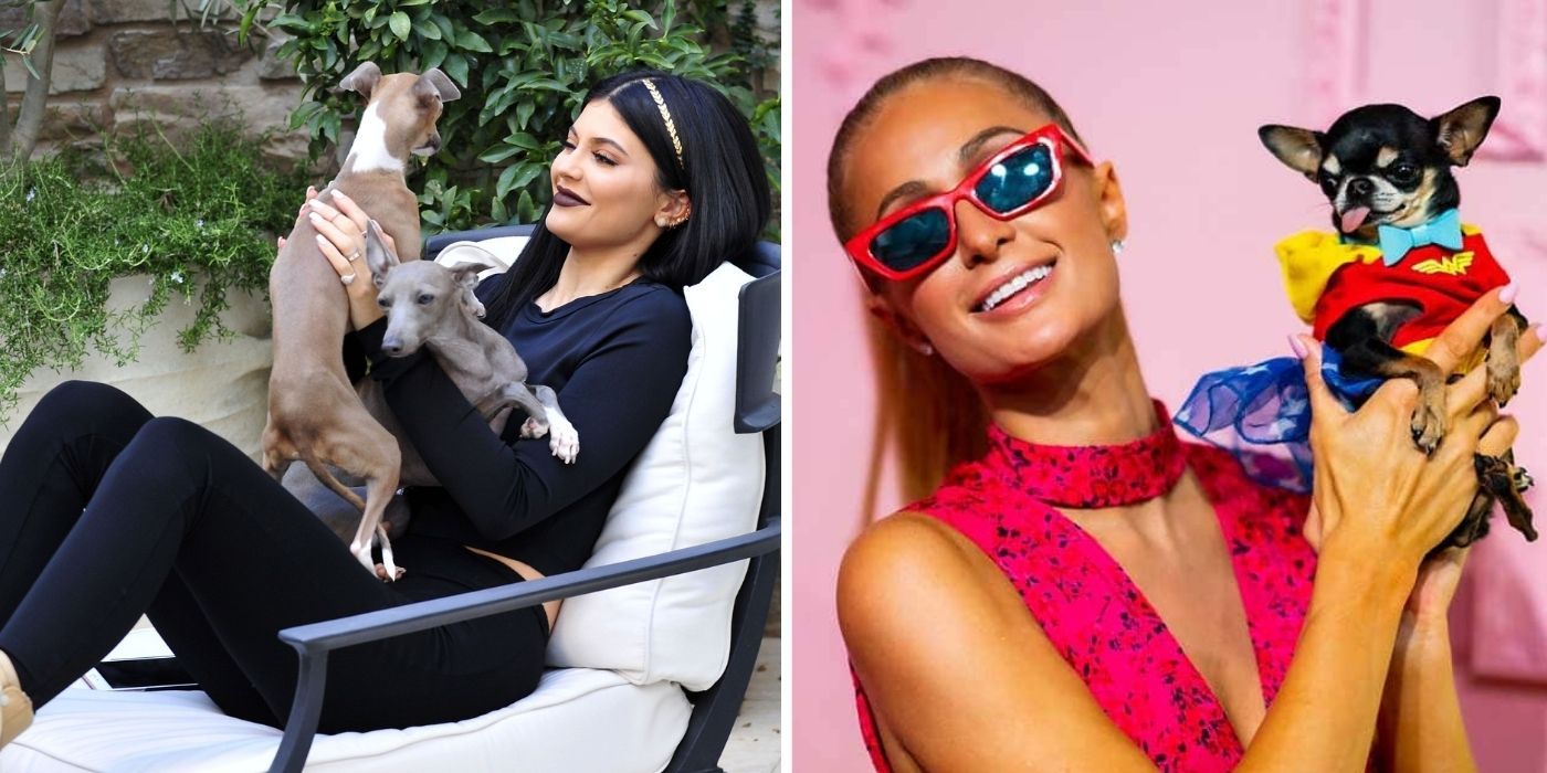 Kylie Jenner & amp; Outras celebridades que amam cães para o resto da vida
