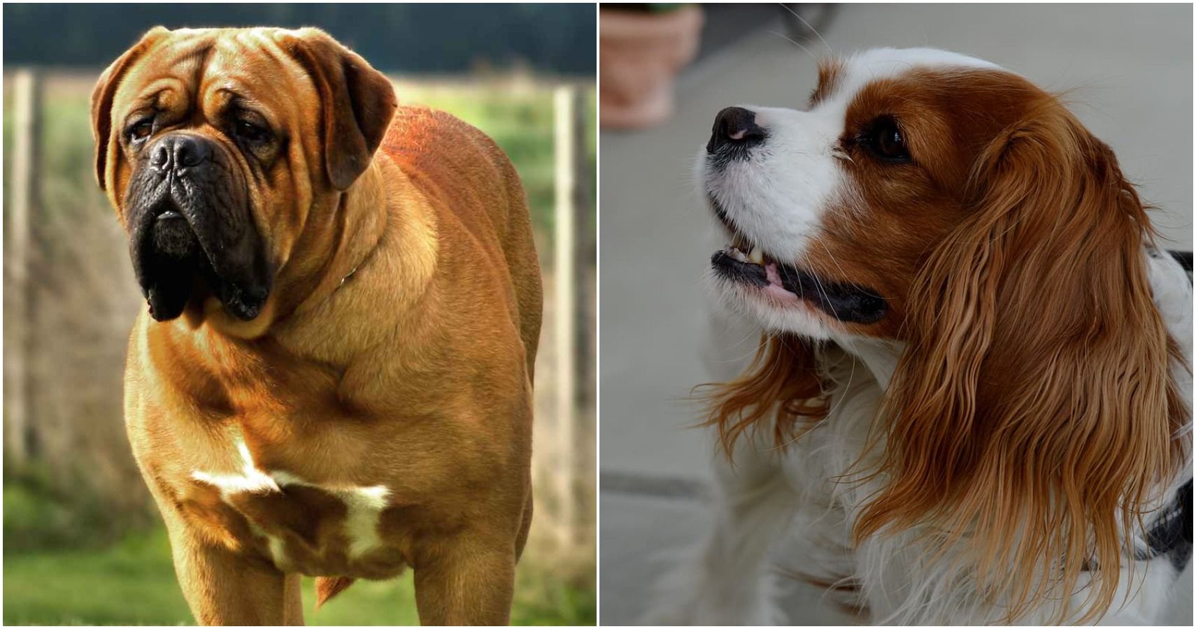 5 raças de cães perfeitas para câncer (5 que seriam um ajuste terrível)