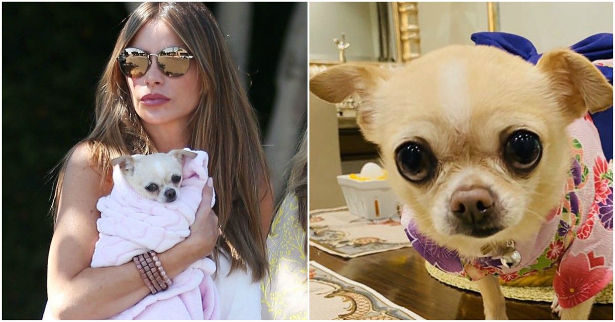 Sofia Vergara uma vez gastou US $ 5.000 para o aniversário de seu cachorro