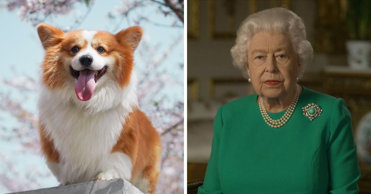 O que acontecerá com os Corgis da rainha Elizabeth II agora que ela se foi?