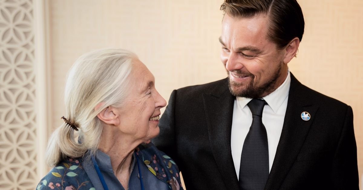 Leonardo DiCaprio presta homenagem a Jane Goodall: aqui está uma análise de seu relacionamento ao longo dos anos