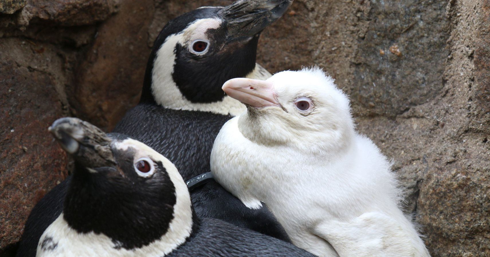 O pinguim albino nascido na Polônia é extremamente raro e extremamente fofo