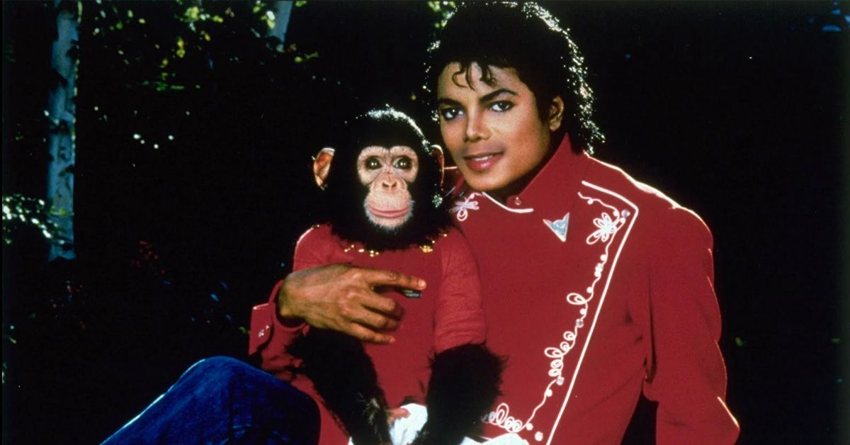 Michael Jackson era dono de um chimpanzé … É aqui que ele está agora