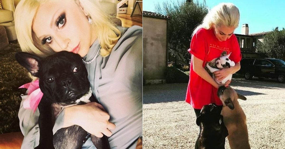 Lady Gaga Dog Walker Fights For His Life – Enquanto os fãs batem no dela $ 500.000 Dog Return
