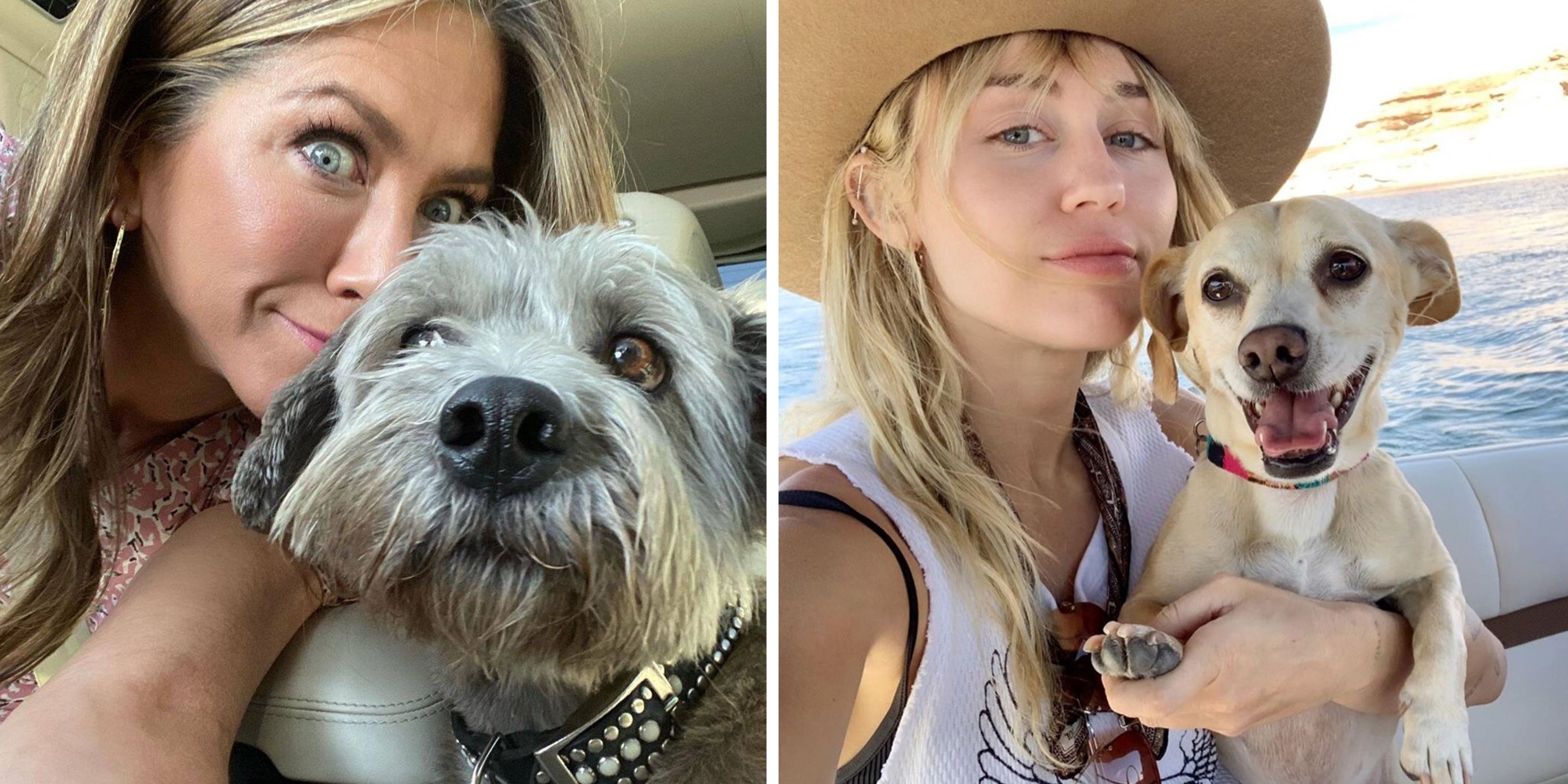 10 celebridades que aperfeiçoaram a arte de tirar selfies com seus animais de estimação