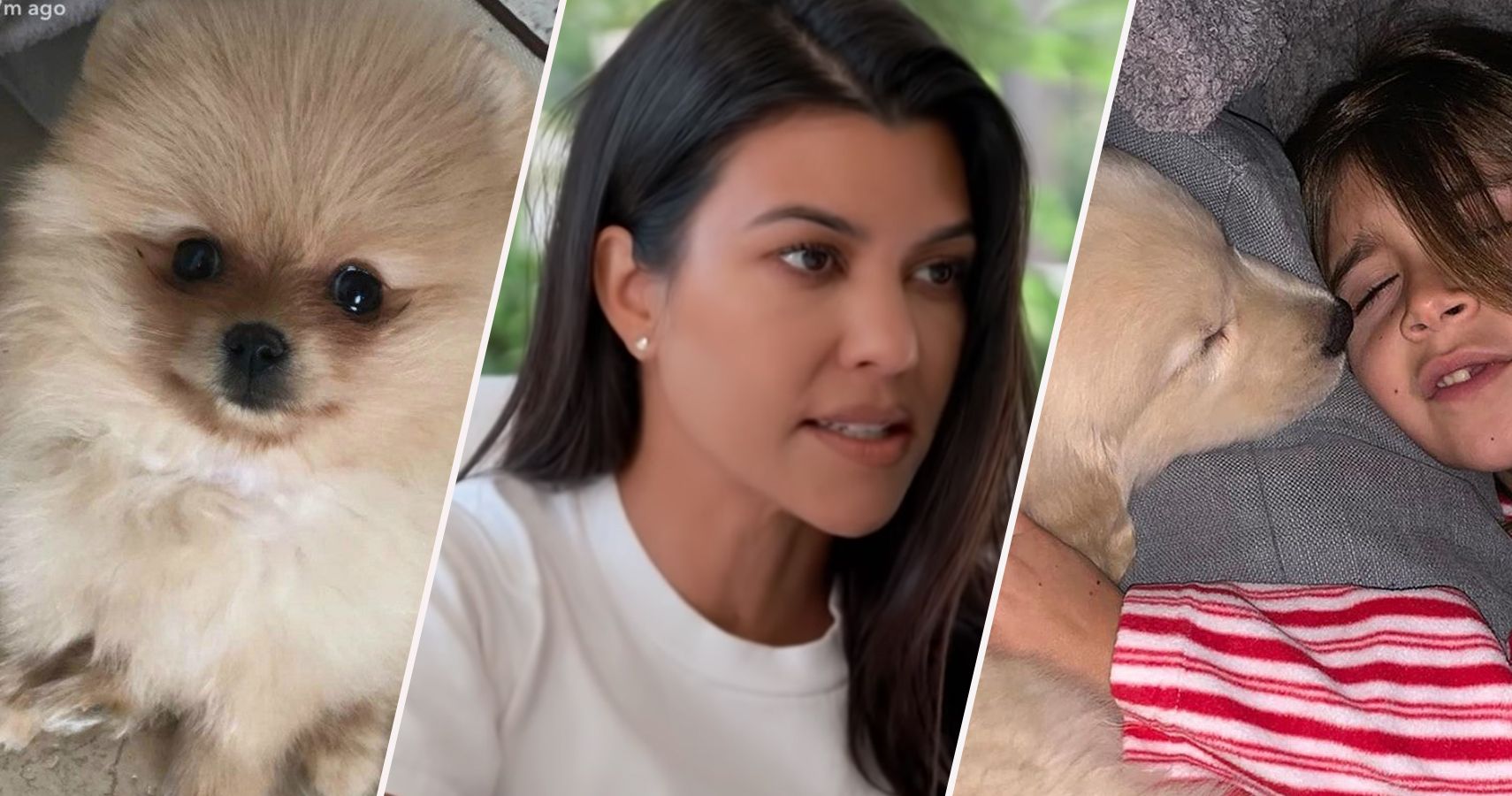 O novo cachorro de Kourtney Kardashian causa preocupação entre os fãs – a resposta dela