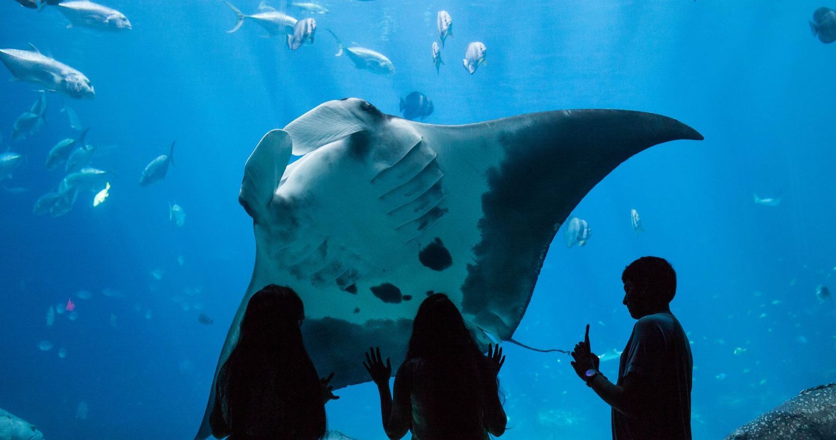 Ativistas de animais chateados com "The Rock" após postarem uma viagem para o aquário no Instagram