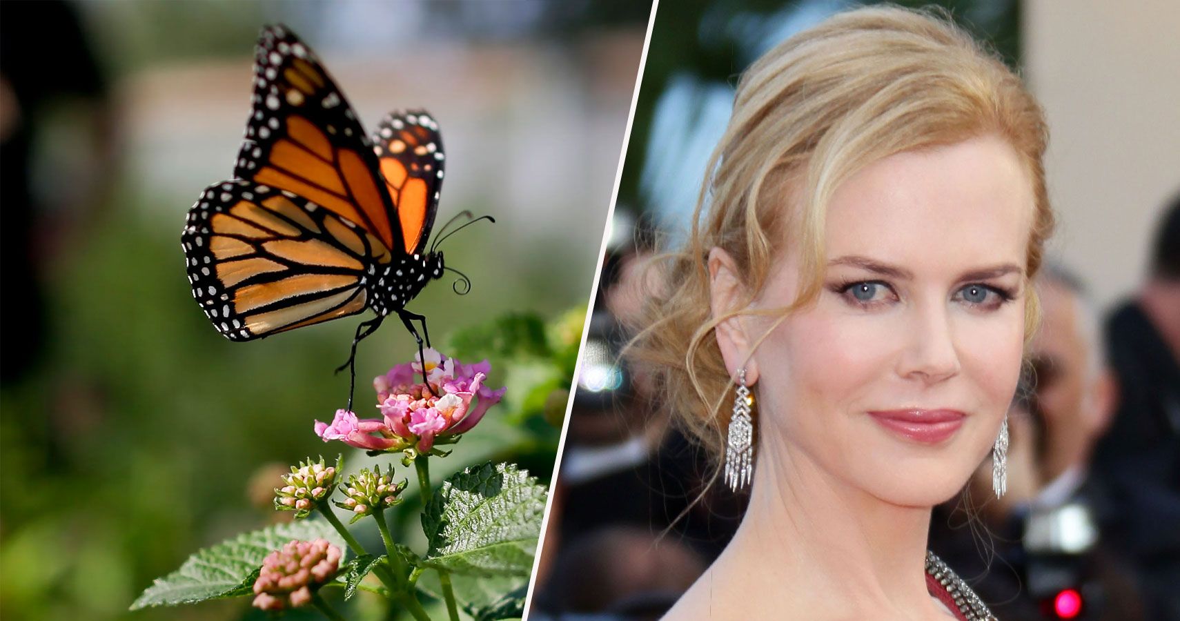 Nicole Kidman tem medo mortal de borboletas