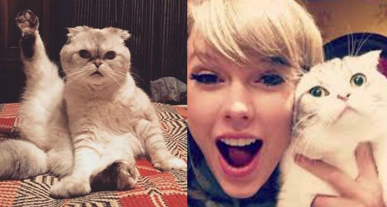 O gato de Taylor Swift é nosso modelo durante a crise do COVID-19