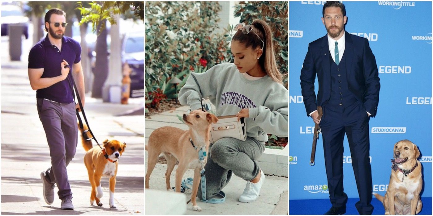 10 celebridades que adotaram animais de resgate