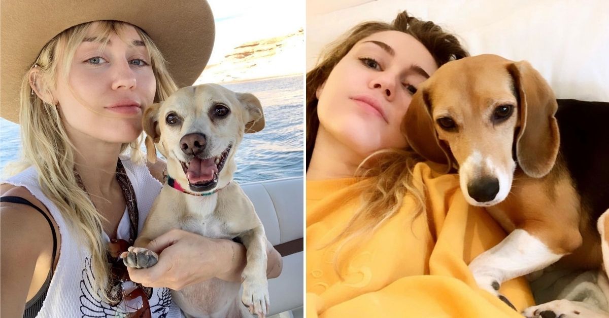 Miley Cyrus acaba de introduzir seu novo cachorro no Instagram!